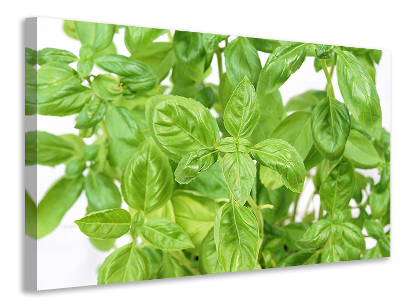 Canvas print Basil in XXL