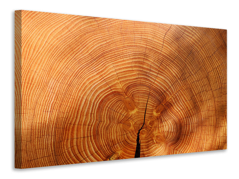 Canvas print tree rings