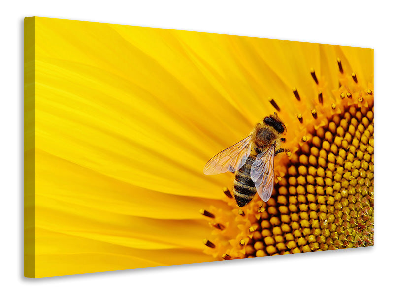 Canvas print Bee on the sunflower
