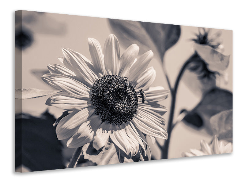 Canvas print Bees on the sunflower sw