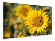 Canvas print Bees at work