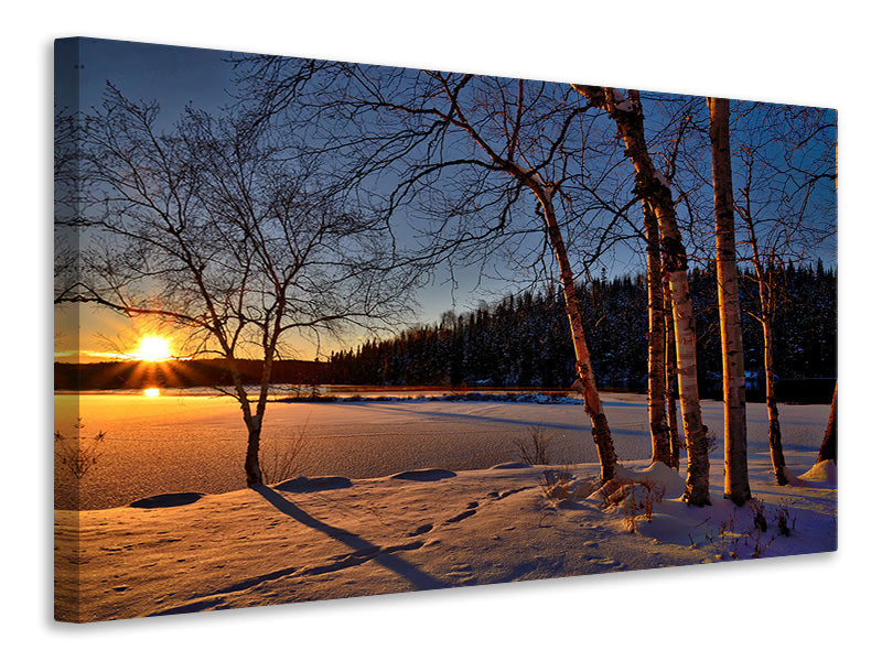 Canvas print Birches in the sunset