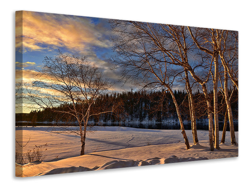 Canvas print Birches in the winter