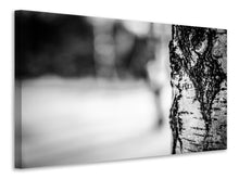 Load image into Gallery viewer, Canvas print Birch trunk
