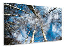Load image into Gallery viewer, Canvas print birch crowns
