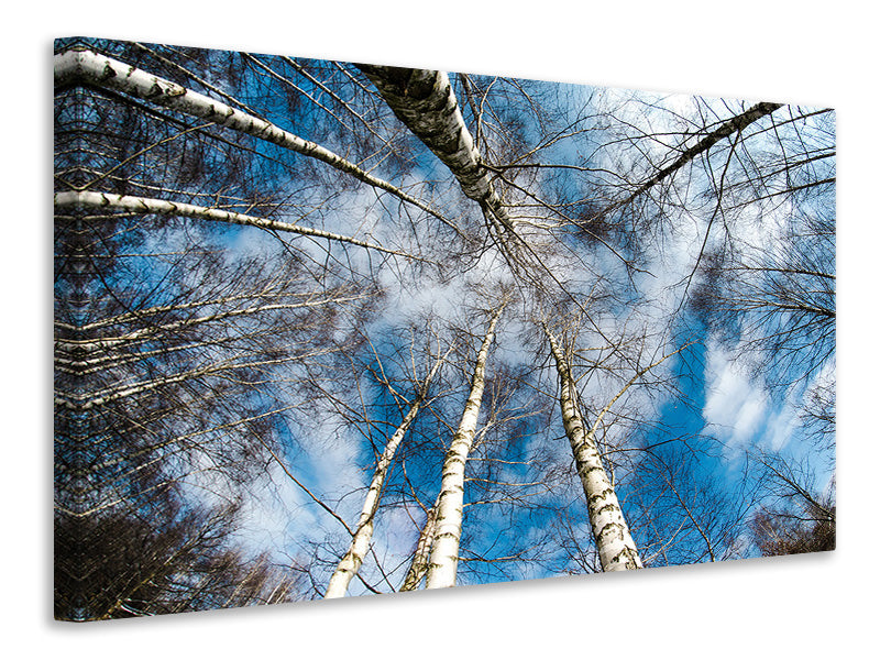 Canvas print birch crowns