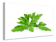 Canvas print Leaves of parsley