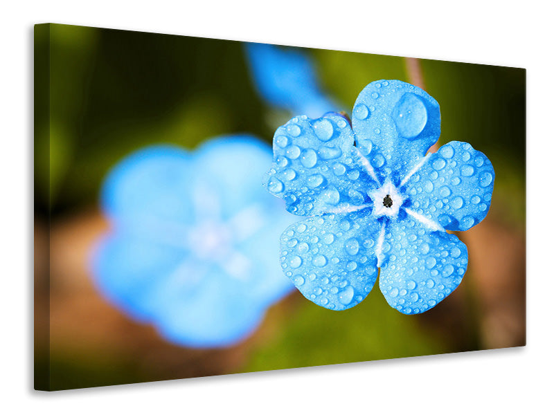 Canvas print Blue flower with morning dew