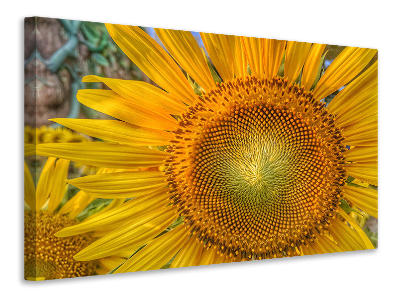 Canvas print Inflorescence of a sunflower