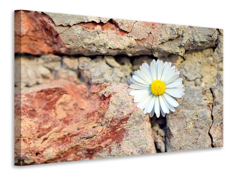 Canvas print Flower in the wall
