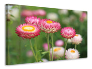 Canvas print Flowers of spring