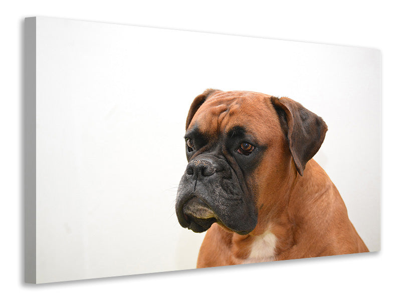 Canvas print Boxer - the watchdog