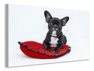 Canvas print Bulldog to fall in love