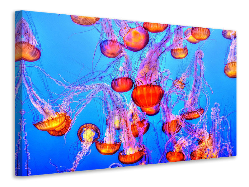 Canvas print Colorful jellyfish