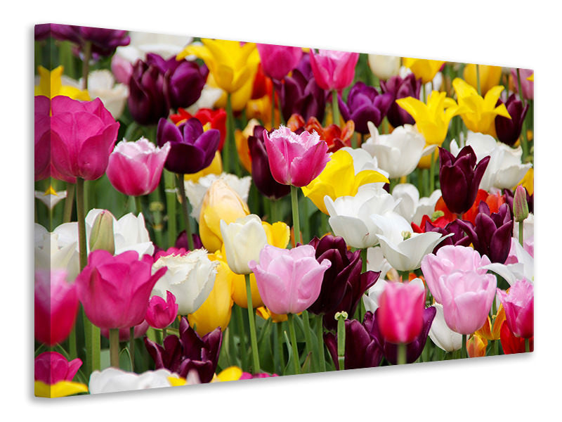 Canvas print Colorful tulip field