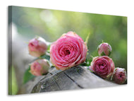 Canvas print bush roses