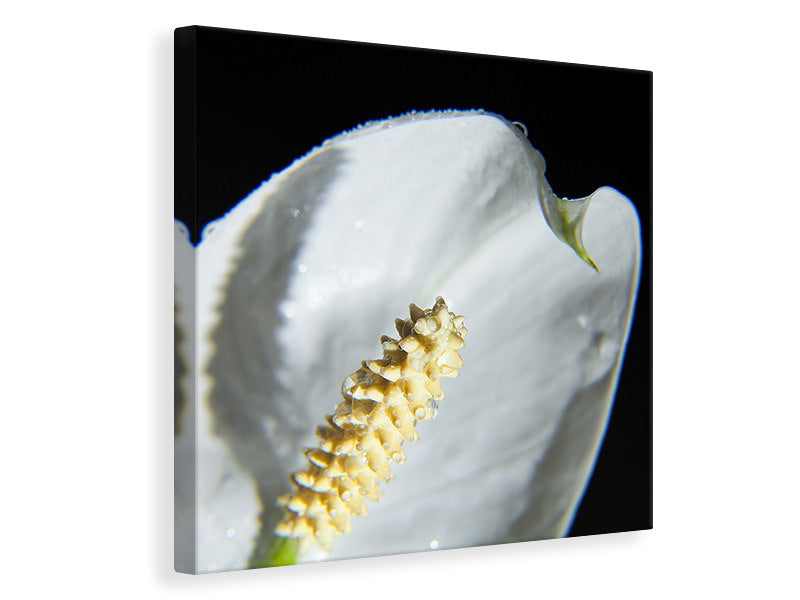 Canvas print Calla Close up in white