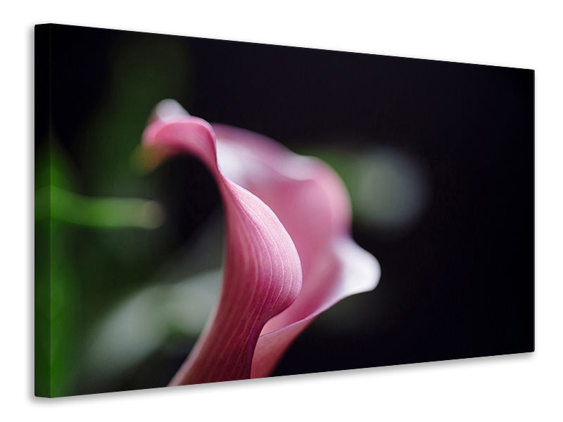 Canvas print Calla in purple
