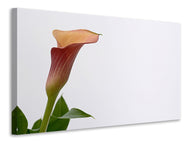 Canvas print Calla in XL