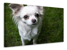 Load image into Gallery viewer, Canvas print Chihuahua look
