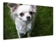 Canvas print Chihuahua look