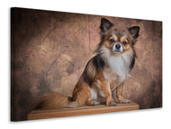 Canvas print Chihuahua portrait