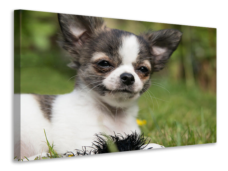 Canvas print Chihuahua to fall in love