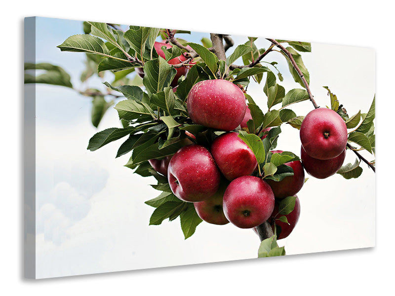 Canvas print Close up apple tree