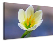 Canvas print Close up yellow blossom