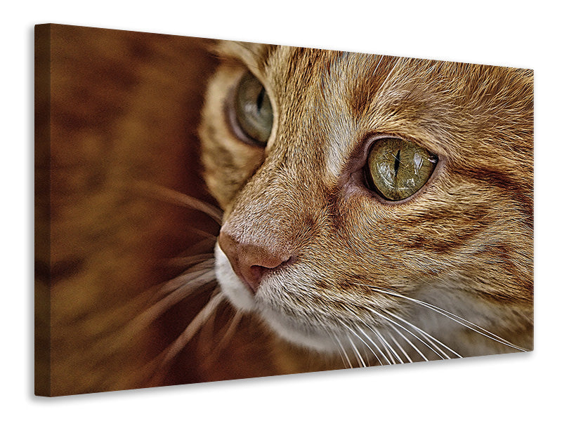 Canvas print Close up cat's head