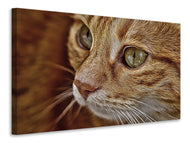 Canvas print Close up cat's head