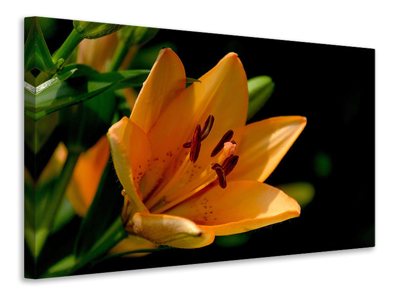 Canvas print Close up lily in orange
