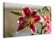 Canvas print Close up lily in red