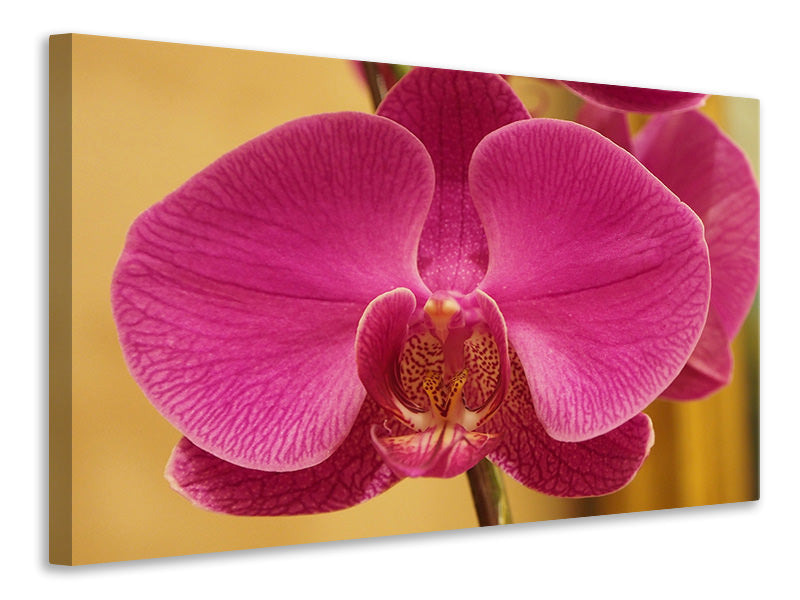 Canvas print Close up orchid in pink