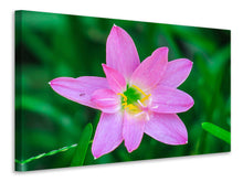 Load image into Gallery viewer, Canvas print Close up of pink blossom
