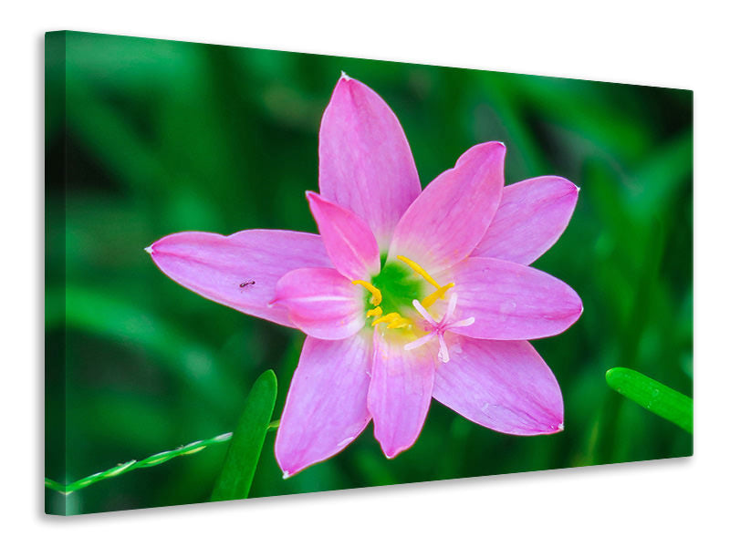 Canvas print Close up of pink blossom