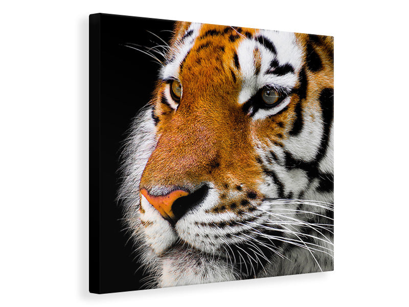 Canvas print Close up tiger head