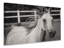Load image into Gallery viewer, Canvas print There is a horse
