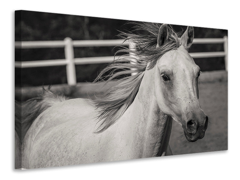 Canvas print There is a horse