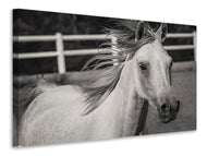Canvas print There is a horse