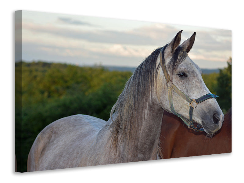 Canvas print The arabian thoroughbred