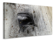 Canvas print The eye of the horse