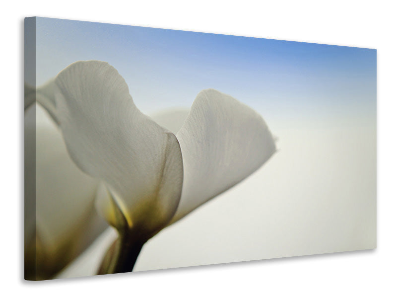 Canvas print The leaf of a lily blossom