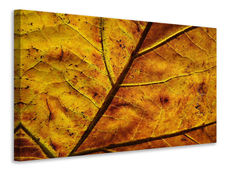 Canvas print The autumn leaf