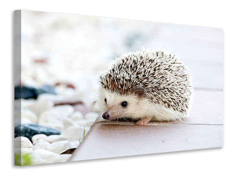 Canvas print The hedgehog baby