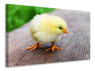 Canvas print The chick