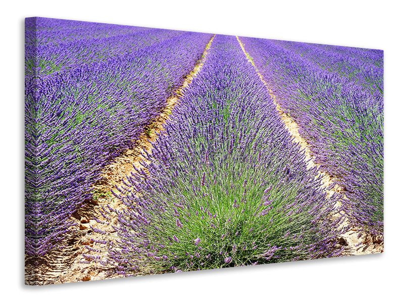 Canvas print The lavender field