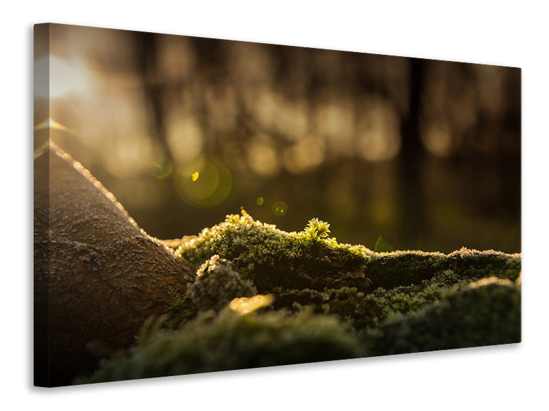 Canvas print The moss