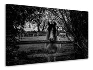 Canvas print The horse sw