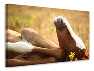Canvas print The sleeping horse